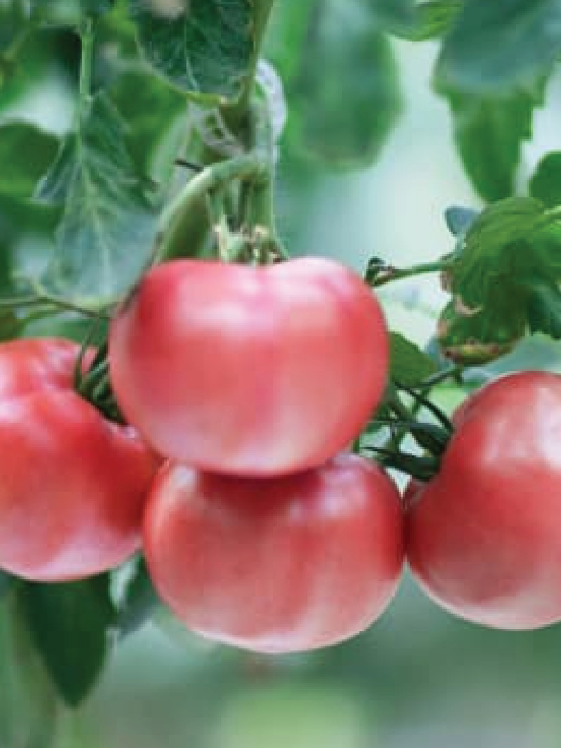 TOMATO RASPBERRY LYANNA SEEDLING <br> شتلات طماطم راسبيري ديانا