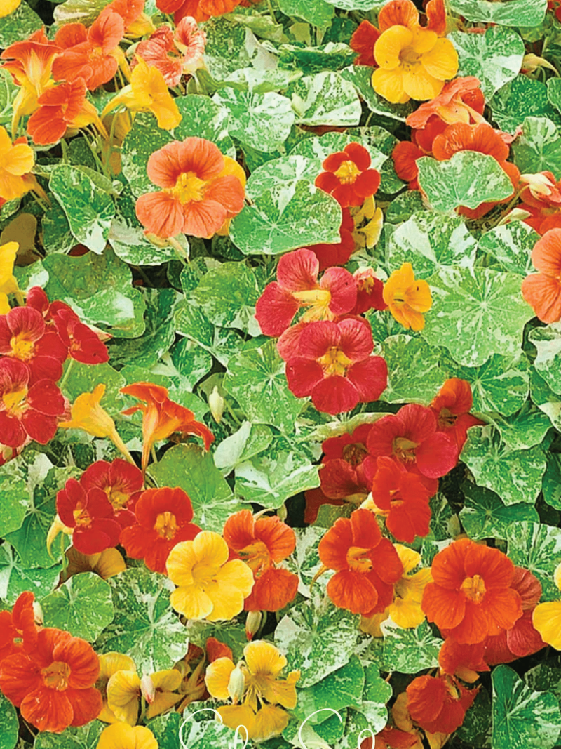 NASTUETIUM ALASKA MIX SEEDLING <br> شتلات زهور النستيرشيم ألاسكا مكس