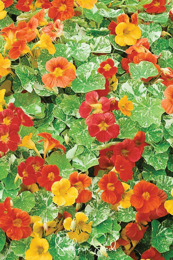 NASTUETIUM ALASKA MIX SEEDLING <br> شتلات زهور النستيرشيم ألاسكا مكس