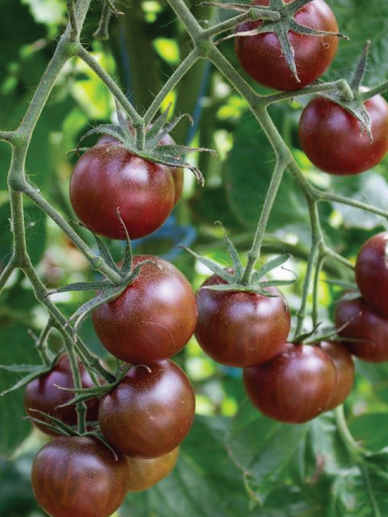 BLACK CHERRY TOMATO SEEDS <br> بذور الطماطم الكرزي الأسود