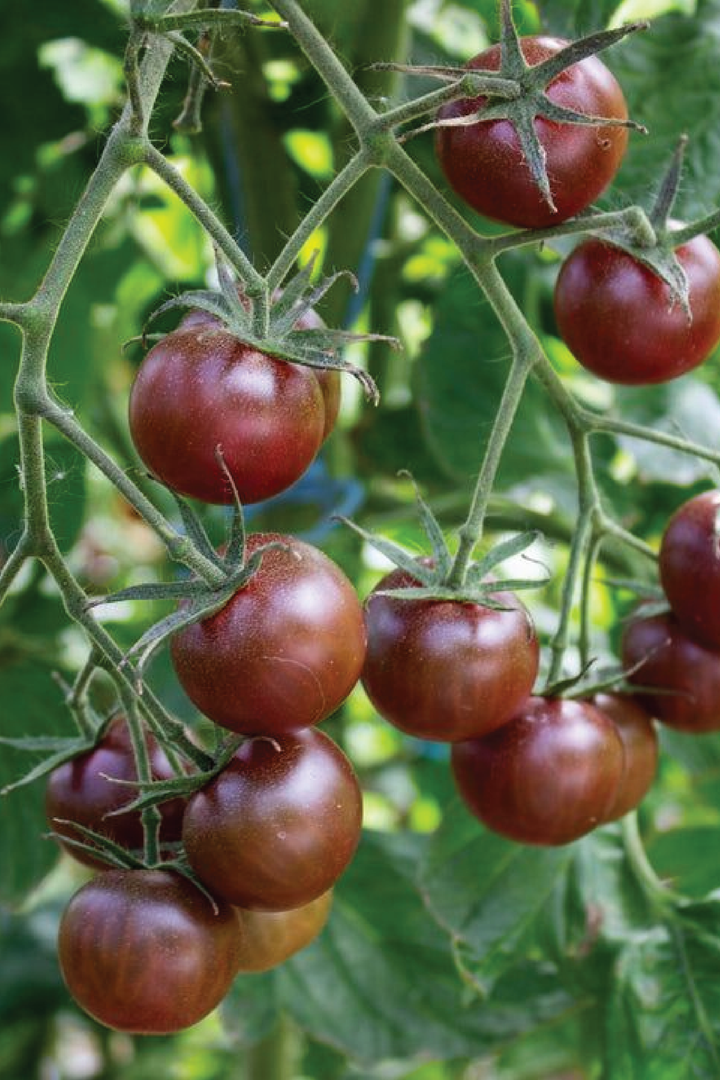 ORGANIC BLACK CHERRY TOMATO SEEDLING <br>شتلات الطماطم الكرزي الأسود العضوية