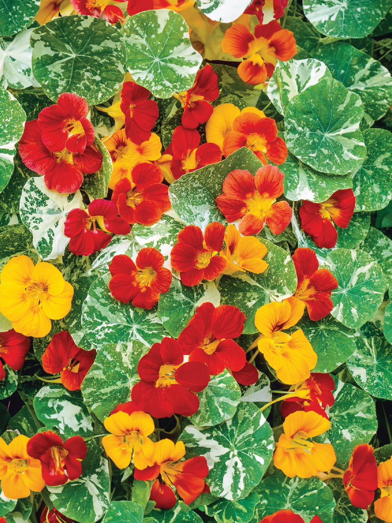 NASTUETIUM ALASKA MIX SEEDLING <br> شتلات زهور النستيرشيم ألاسكا مكس