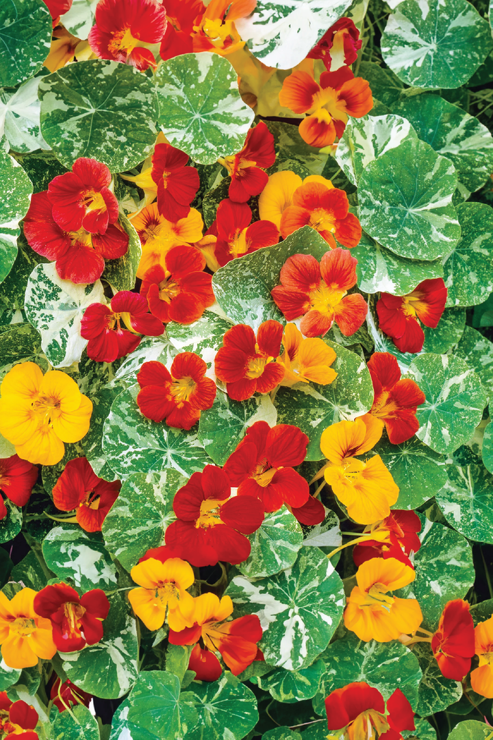 NASTUETIUM ALASKA MIX SEEDLING <br> شتلات زهور النستيرشيم ألاسكا مكس