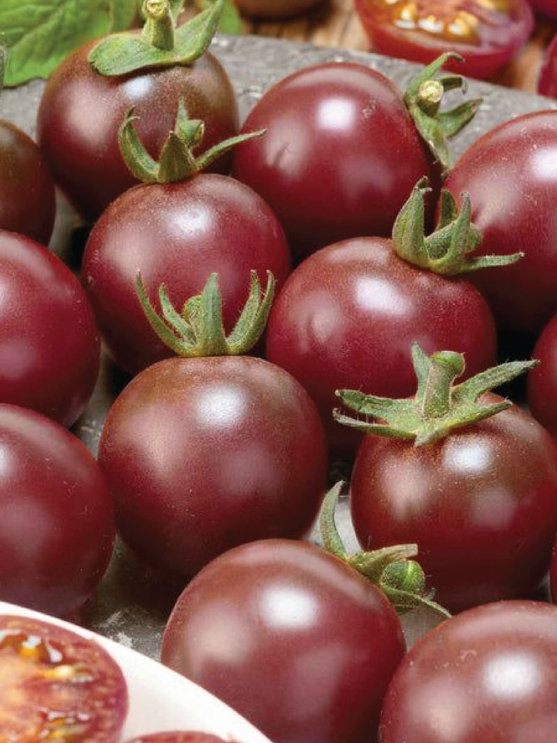 BLACK CHERRY TOMATO SEEDS <br> بذور الطماطم الكرزي الأسود
