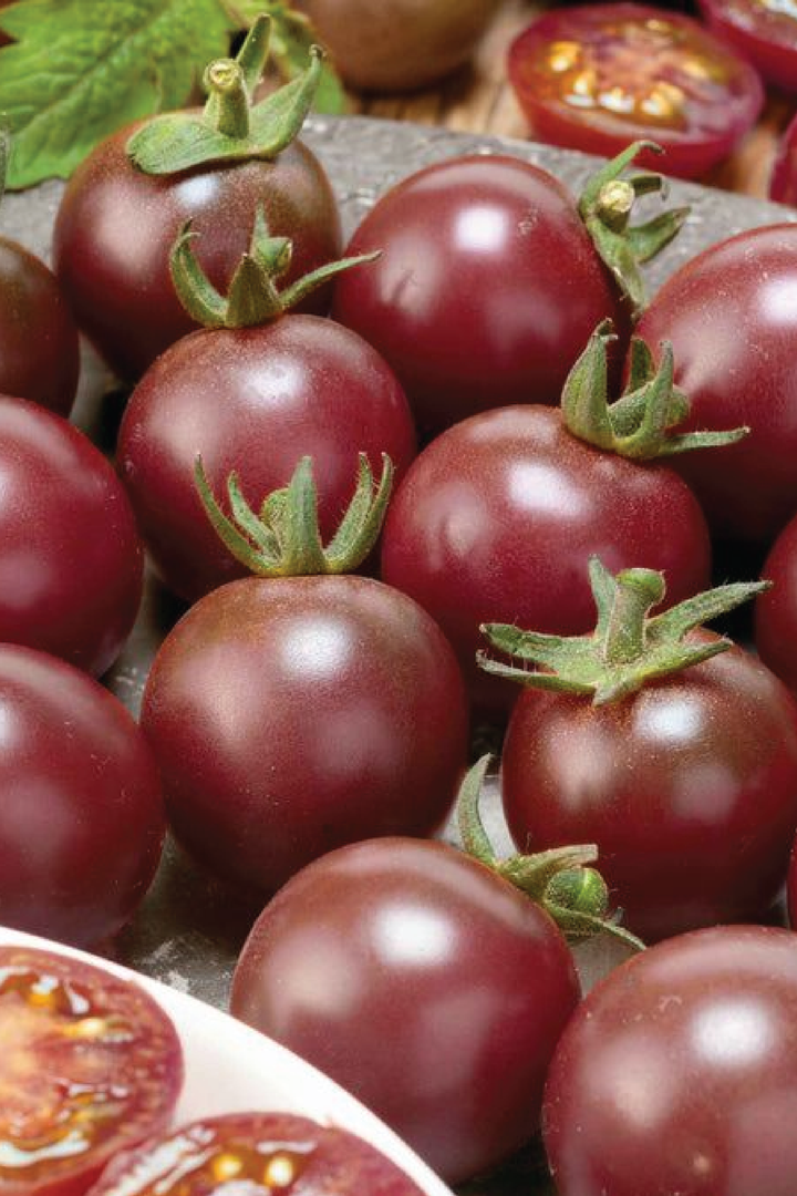 ORGANIC BLACK CHERRY TOMATO SEEDLING <br>شتلات الطماطم الكرزي الأسود العضوية