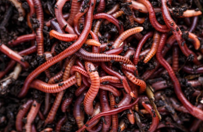 Earthworms   ديدان الأرض