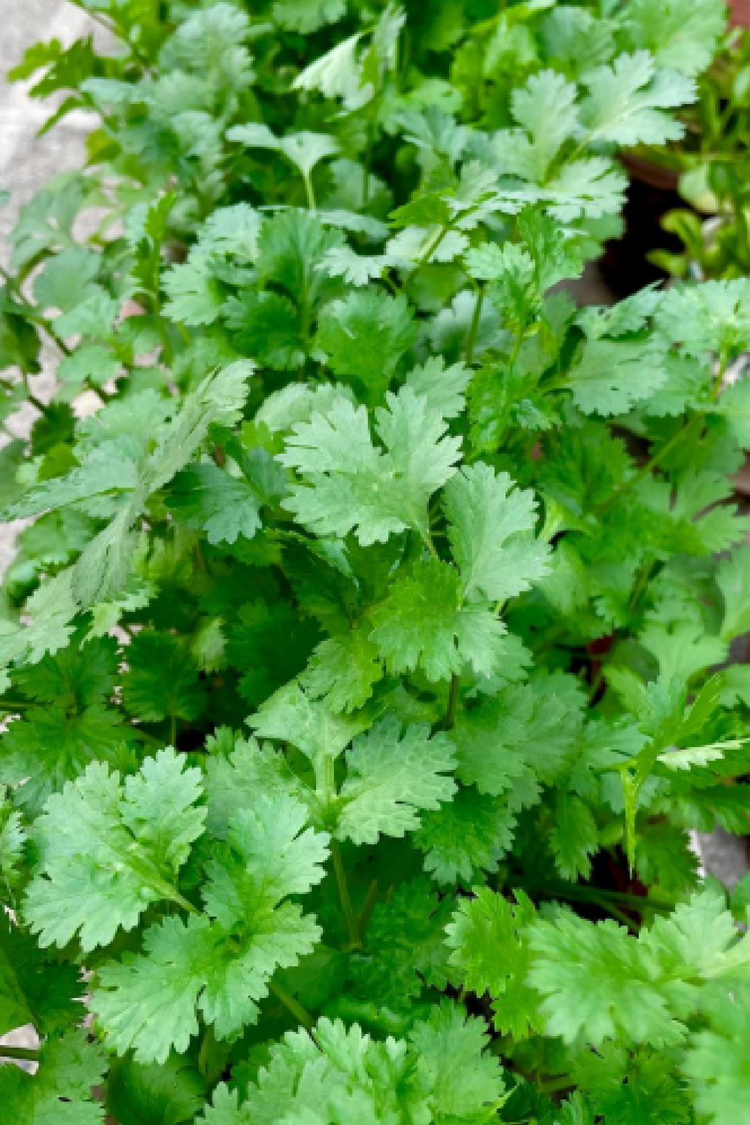 LARGE LEAF CORIANDER SEEDS
