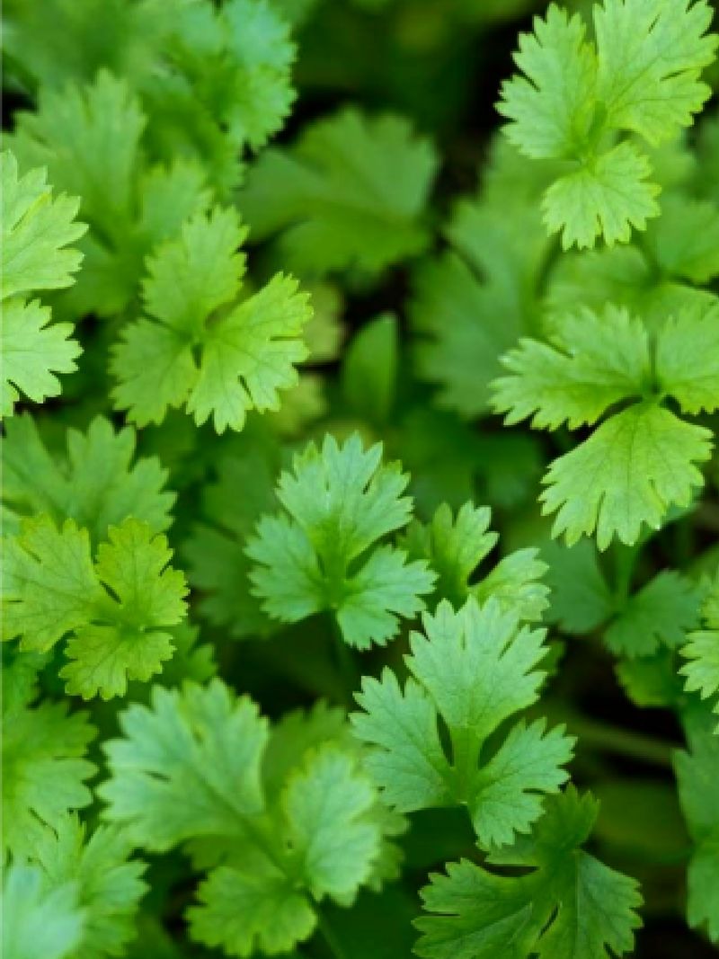 LARGE LEAF CORIANDER SEEDS