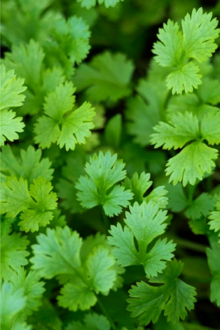LARGE LEAF CORIANDER SEEDS