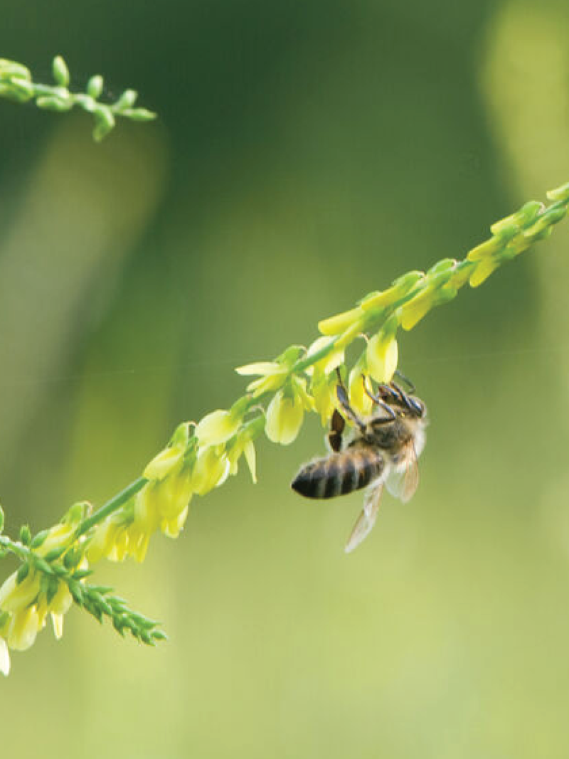 SWEET CLOVER SEEDS <br> بذور الكلوفر الحلو