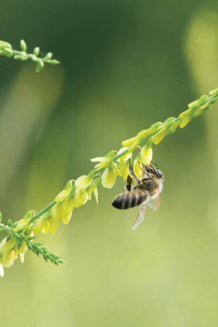 SWEET CLOVER SEEDS <br> بذور الكلوفر الحلو