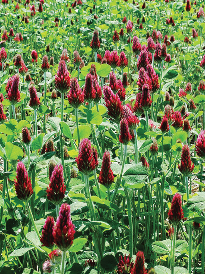 CRIMSON CLOVER SEEDS <br> بذور الكلوفر القرمزي