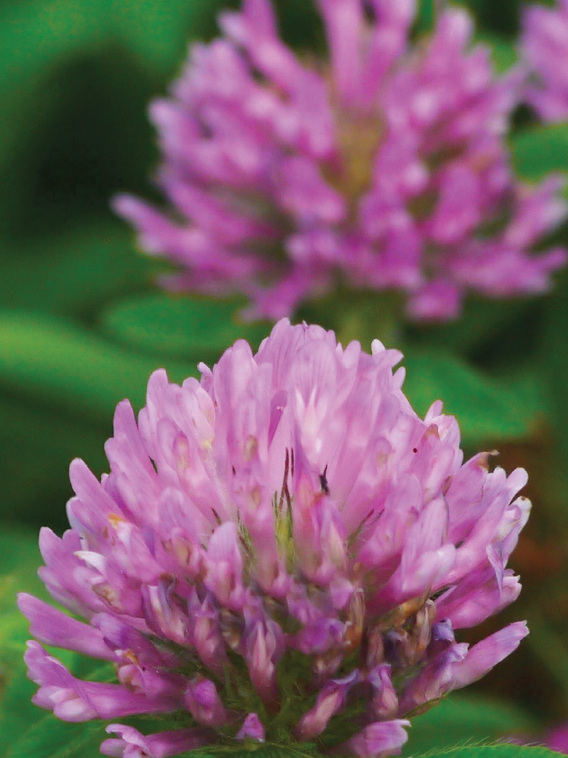 MAMMOTH RED CLOVER SEEDS <br> بذور الكلوفر الأحمر الماموث