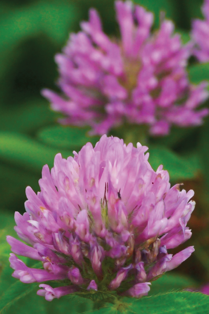MAMMOTH RED CLOVER SEEDS