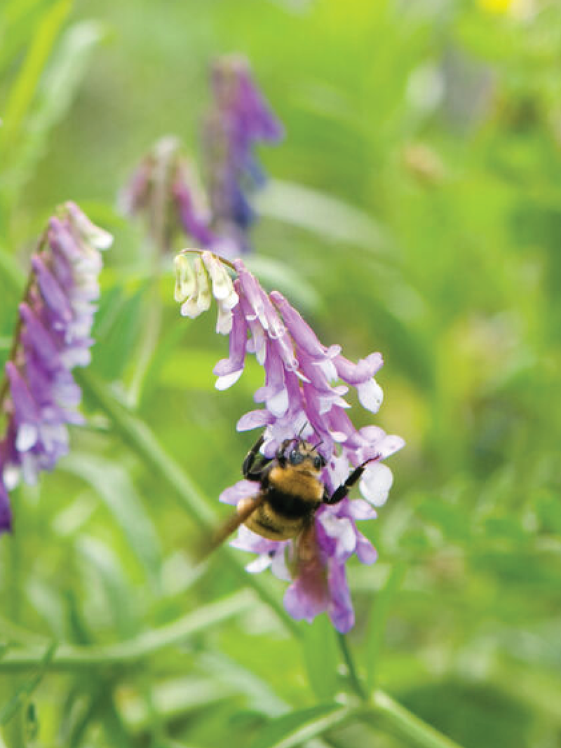 HAIRY VETCH SEEDS <br> بذور عشبة البيقية المشعرة