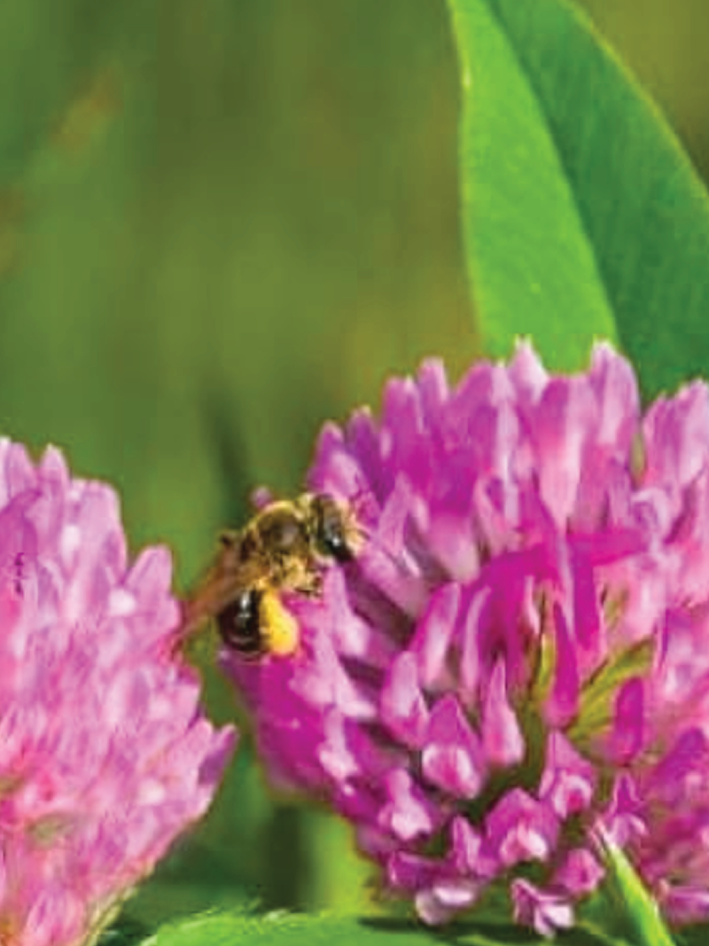 RED CLOVER SEEDS <br> بذور الكلوفر الأحمر