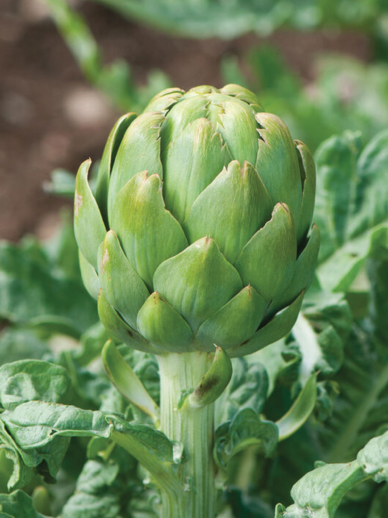 IMPERIAL STAR ARTICHOKE SEEDS <br> بذور الخرشوف امبيريال ستار