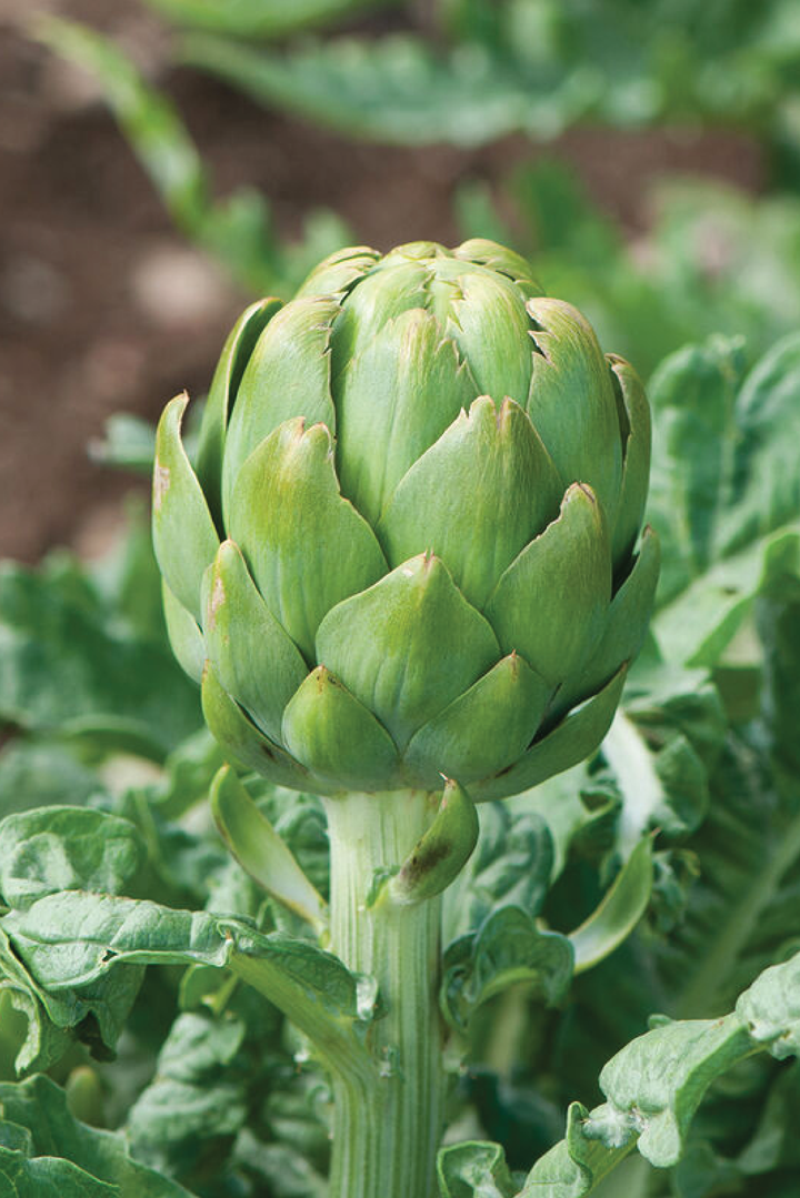 IMPERIAL STAR ARTICHOKE SEEDS <br> بذور الخرشوف امبيريال ستار