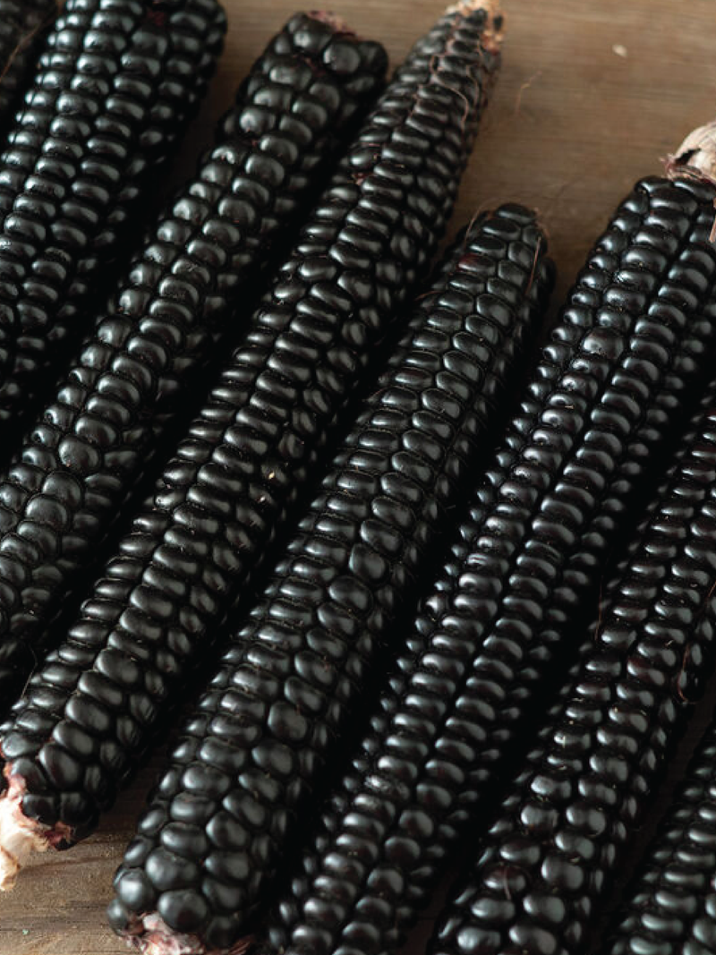 MONTANA MORADO MAIZE CORN SEEDS <br> بذور ذرة مونتانا مورادو ميز