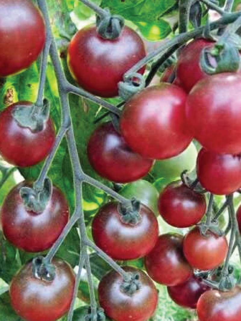 TOMATO ROSELLA SEEDS <br> بذور طماطم روزيلا