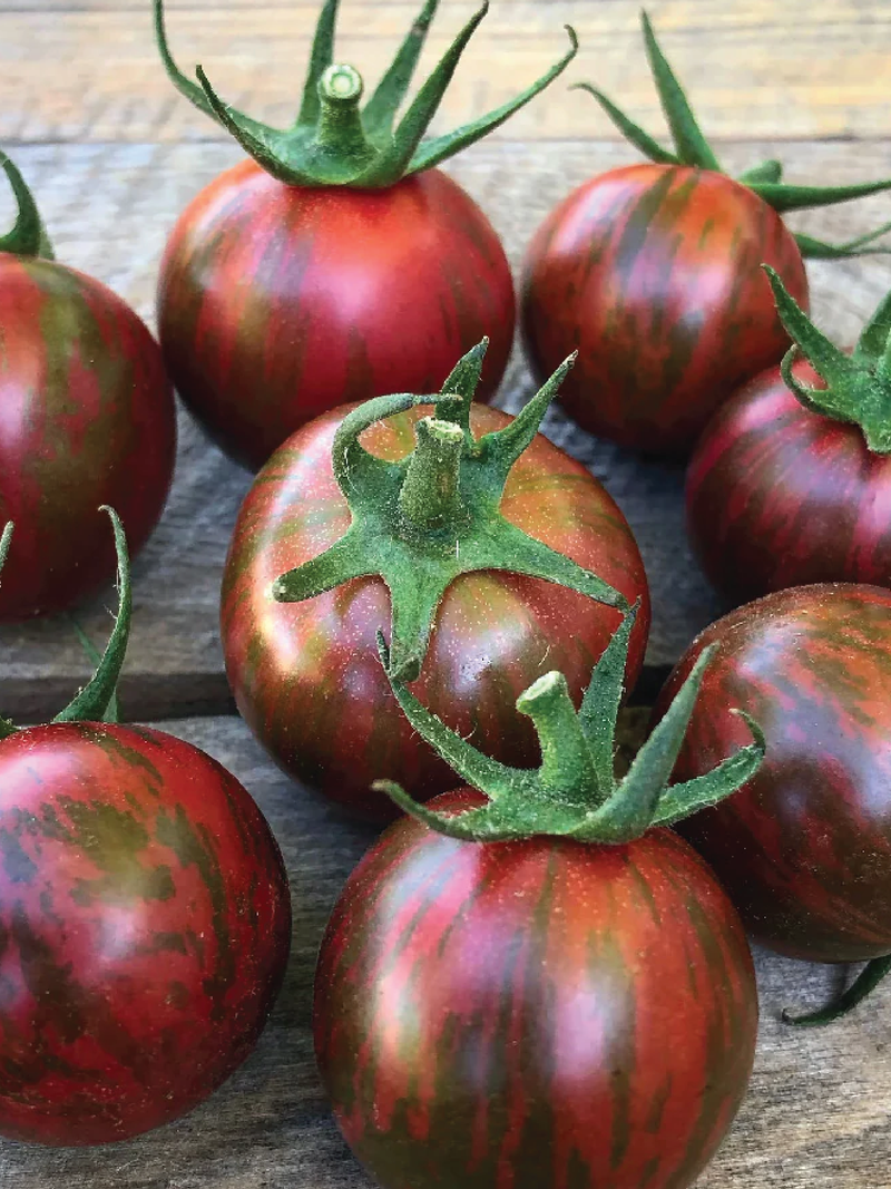 TOMATO PURPLE BUMBLE BEE SEEDS <br> بذور طماطم بمبل بي الأرجواني