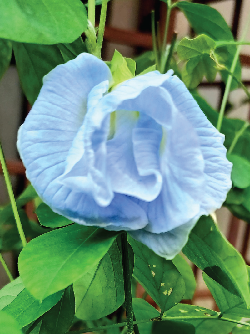 SKY BLUE BUTTERFLY PEA FLOWER SEEDLING <br>شتلات زهور الشاي الأزرق سكاي بلو