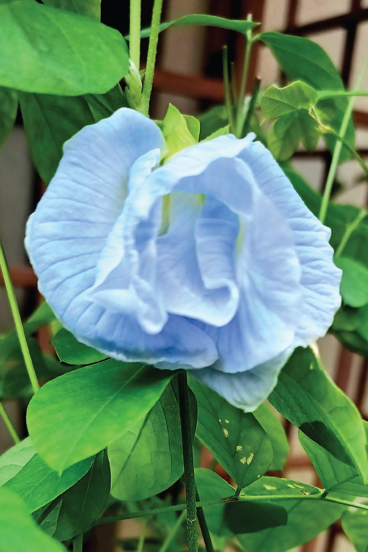 SKY BLUE BUTTERFLY PEA FLOWER SEEDLING <br>شتلات زهور الشاي الأزرق سكاي بلو