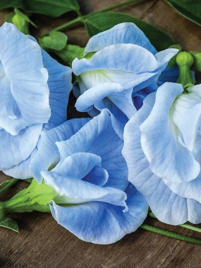 SKY BLUE BUTTERFLY PEA FLOWER SEEDLING <br>شتلات زهور الشاي الأزرق سكاي بلو