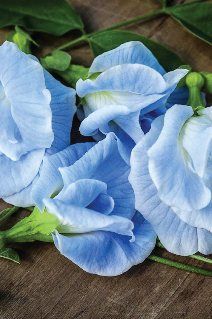 SKY BLUE BUTTERFLY PEA FLOWER SEEDLING <br>شتلات زهور الشاي الأزرق سكاي بلو