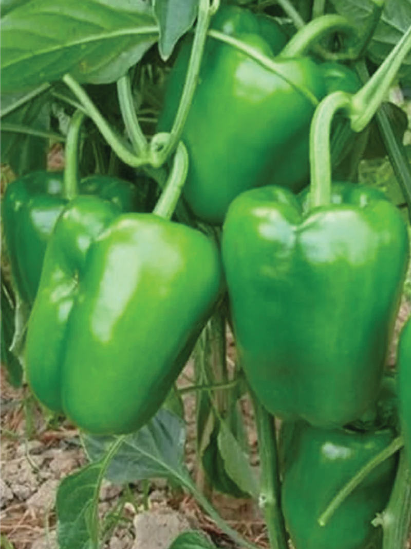 GREEN CAPSICUM SEEDS <br> بذور الفليفلة الخضراء