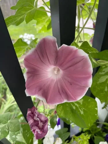 CHOCOLATE MORNING GLORY SEEDLING<br>  شتلات زهور شوكليت مورنينغ قلوري  