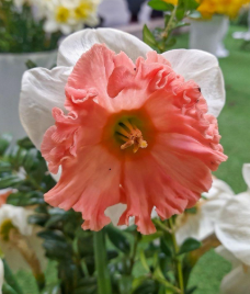 NIGHT LIFE DAFFODIL FLOWER BULBS <br>أبصال زهور النرجس نايت لايف