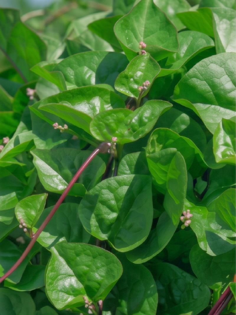 MALABAR SPINACH SEEDS