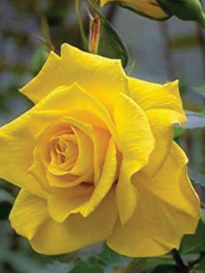 YELLOW ROSE SEEDS <br> بذور الجوري الأصفر