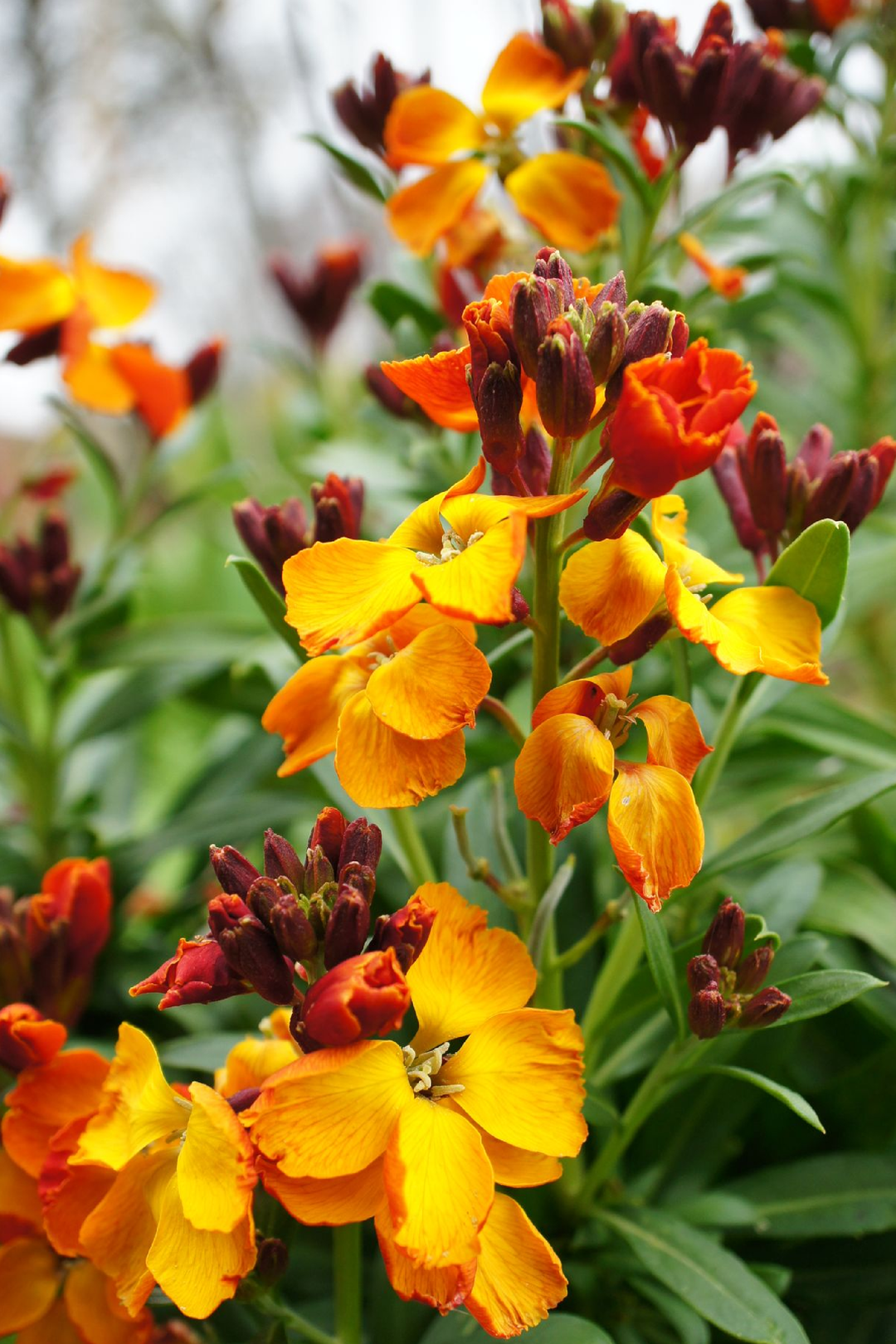 WALLFLOWER SEEDS <br> بذور زهور المنثور