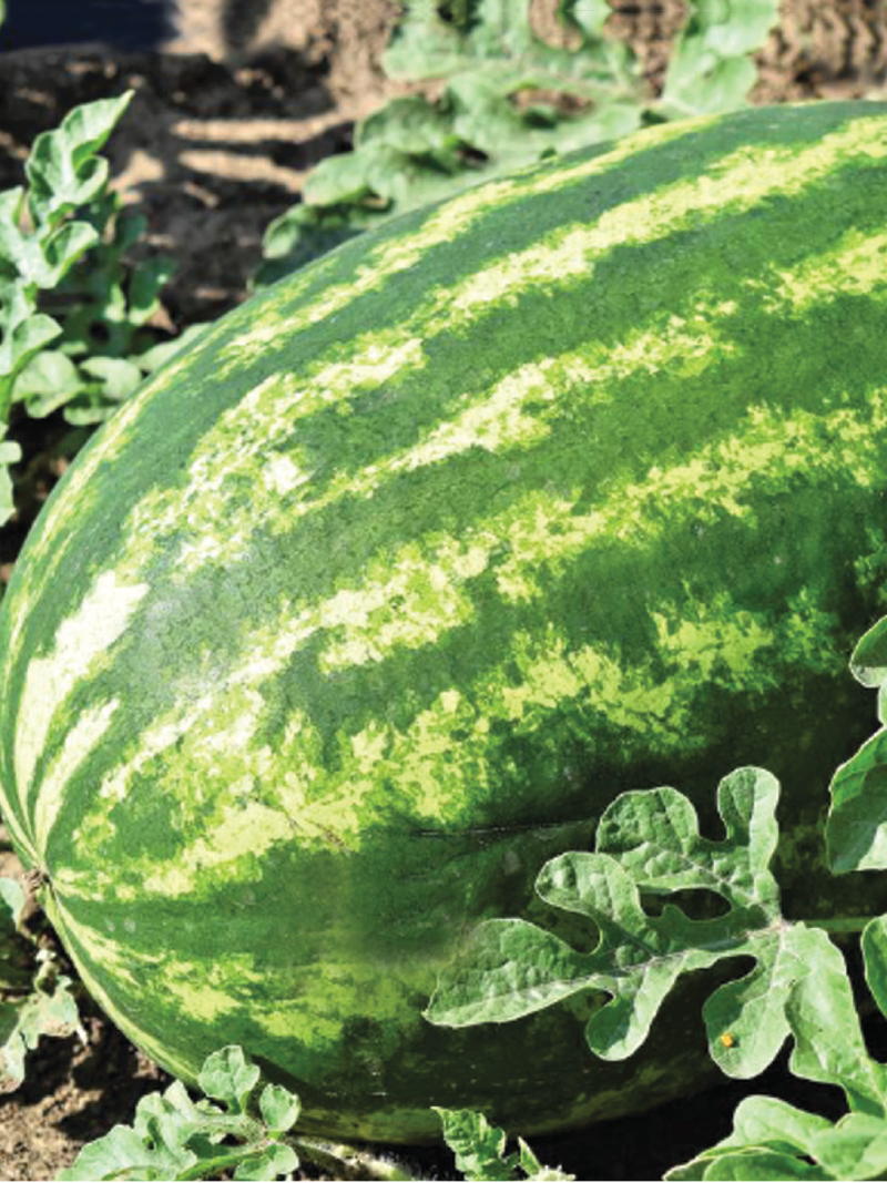 KING WATERMELON SEEDS <br> بذور البطيخ الملكي