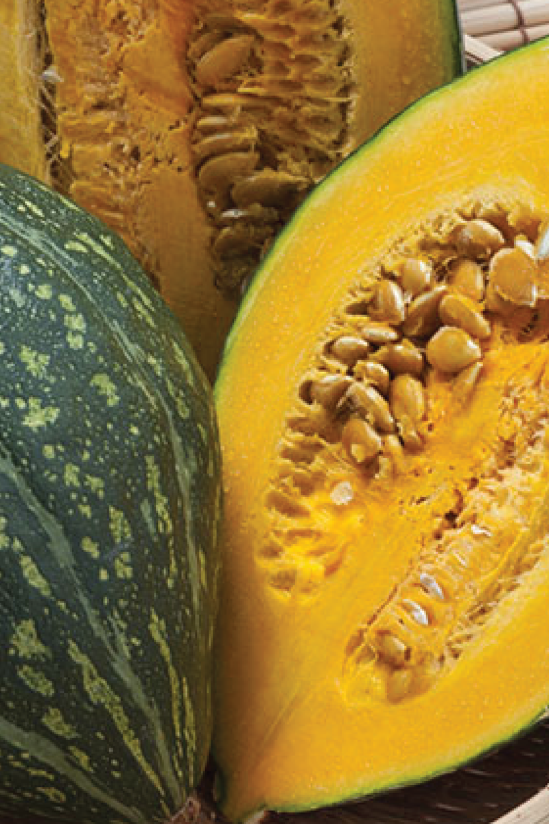 ORGANIC ROLON JAPANESE PUMPKIN SEEDLING   شتلات القرع الياباني رولون العضوية