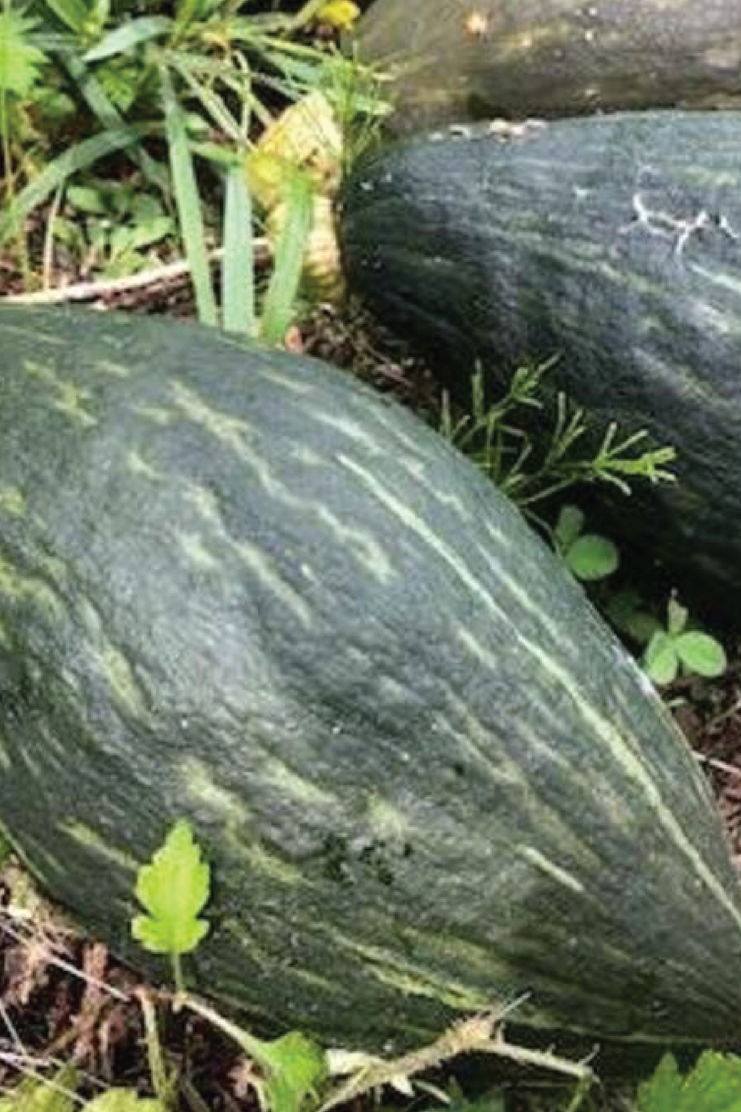 ORGANIC ROLON JAPANESE PUMPKIN SEEDLING   شتلات القرع الياباني رولون العضوية