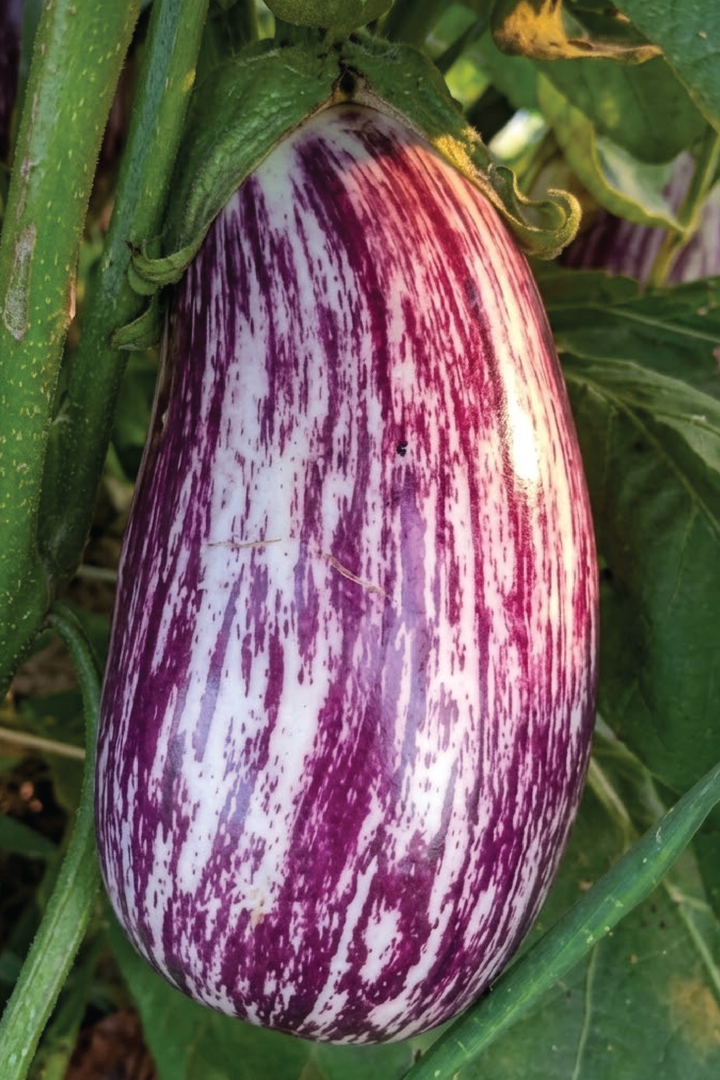 ORGANIC LISTADA DE GANDIA EGGPLANT SEEDLING    شتلات الباذنجان ليستادا دي قرانديا العضوية