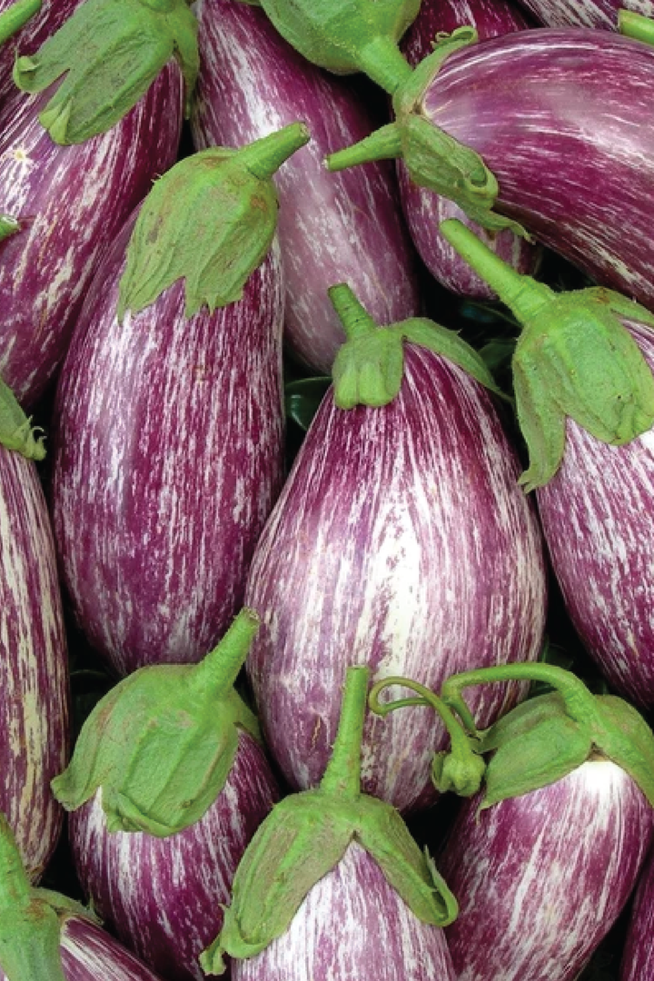 ORGANIC LISTADA DE GANDIA EGGPLANT SEEDLING    شتلات الباذنجان ليستادا دي قرانديا العضوية