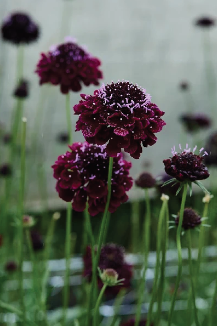 SCABIOSA PINCUSHION FLOWER SEEDLING   شتلات زهور الاسكابيوزا بينكوشن