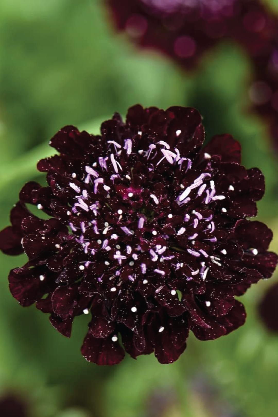SCABIOSA PINCUSHION FLOWER SEEDLING   شتلات زهور الاسكابيوزا بينكوشن