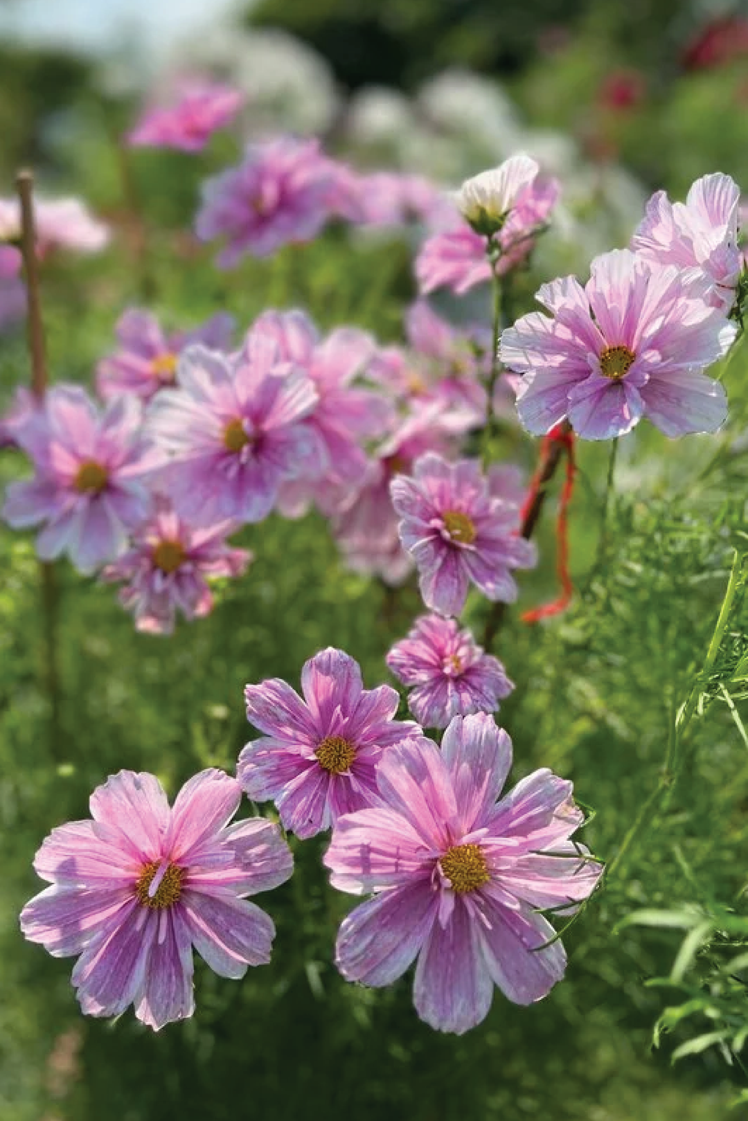 COSMOS PINK MOSAIC FLOWER SEEDLING    شتلات زهور الكوزموس الوردي الموزاييك