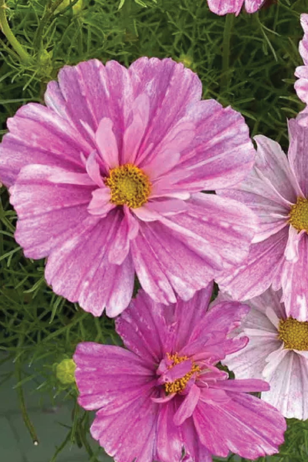COSMOS PINK MOSAIC FLOWER SEEDLING    شتلات زهور الكوزموس الوردي الموزاييك