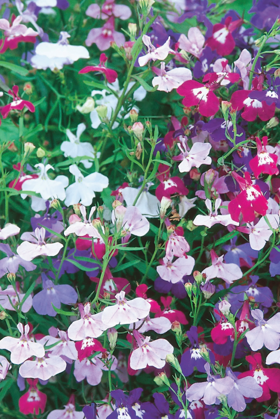 LOBELIA MIX FLOWER SEEDLING    شتلات زهور اللوبيليا المكس