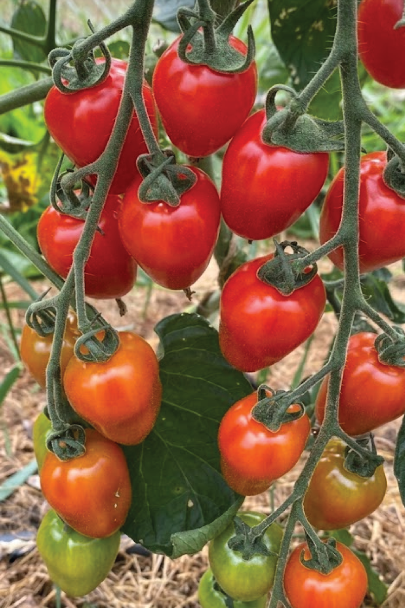 ORGANIC SWEETHEART CHERRY TOMATO SEEDLING    شتلات طماطم سويت هارت الكرزية العضوية