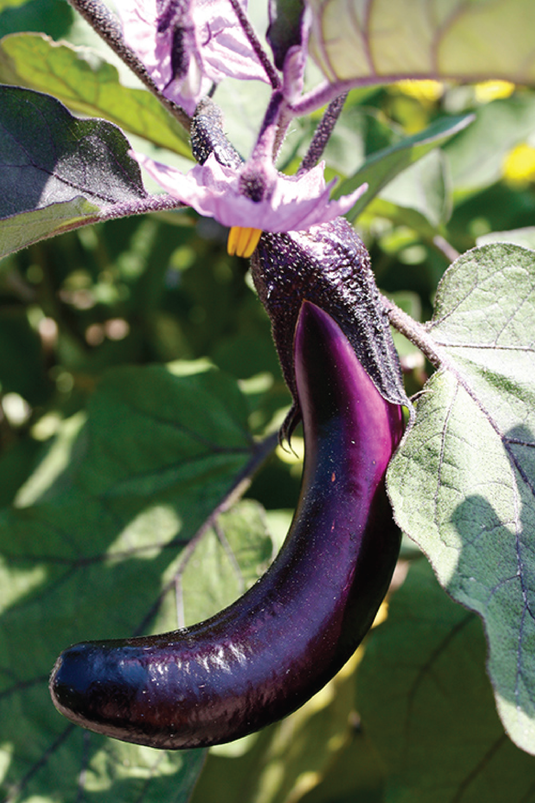 ORGANIC VIOLET DELITE EGGPLANT SEEDLING    شتلات الباذنجان فايوليت ديلايت العضوية