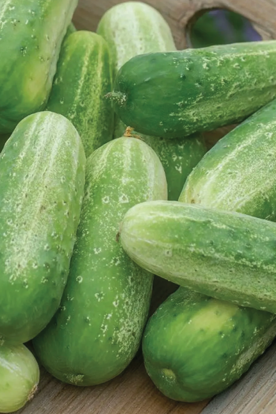ORGANIC PICKLEBUSH CUCUMBER SEEDLING   شتلات الخيار بيكل بلش العضوية