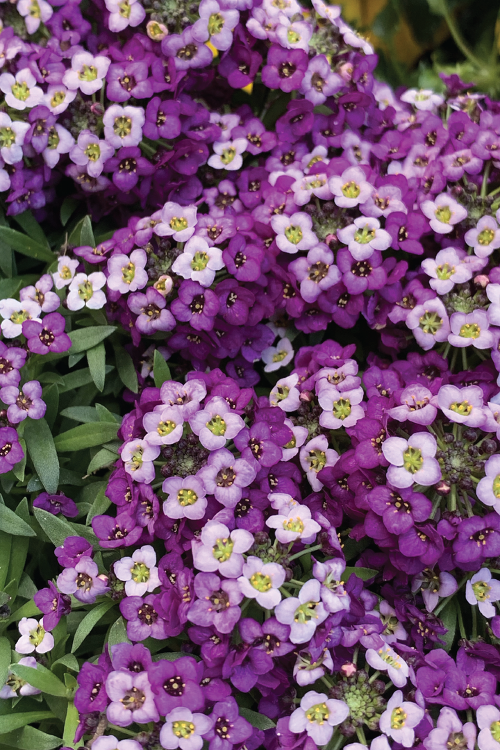 ALYSSUM ROYAL CARPET SEEDLING    شتلات زهور الاليسيوم رويال كاربت