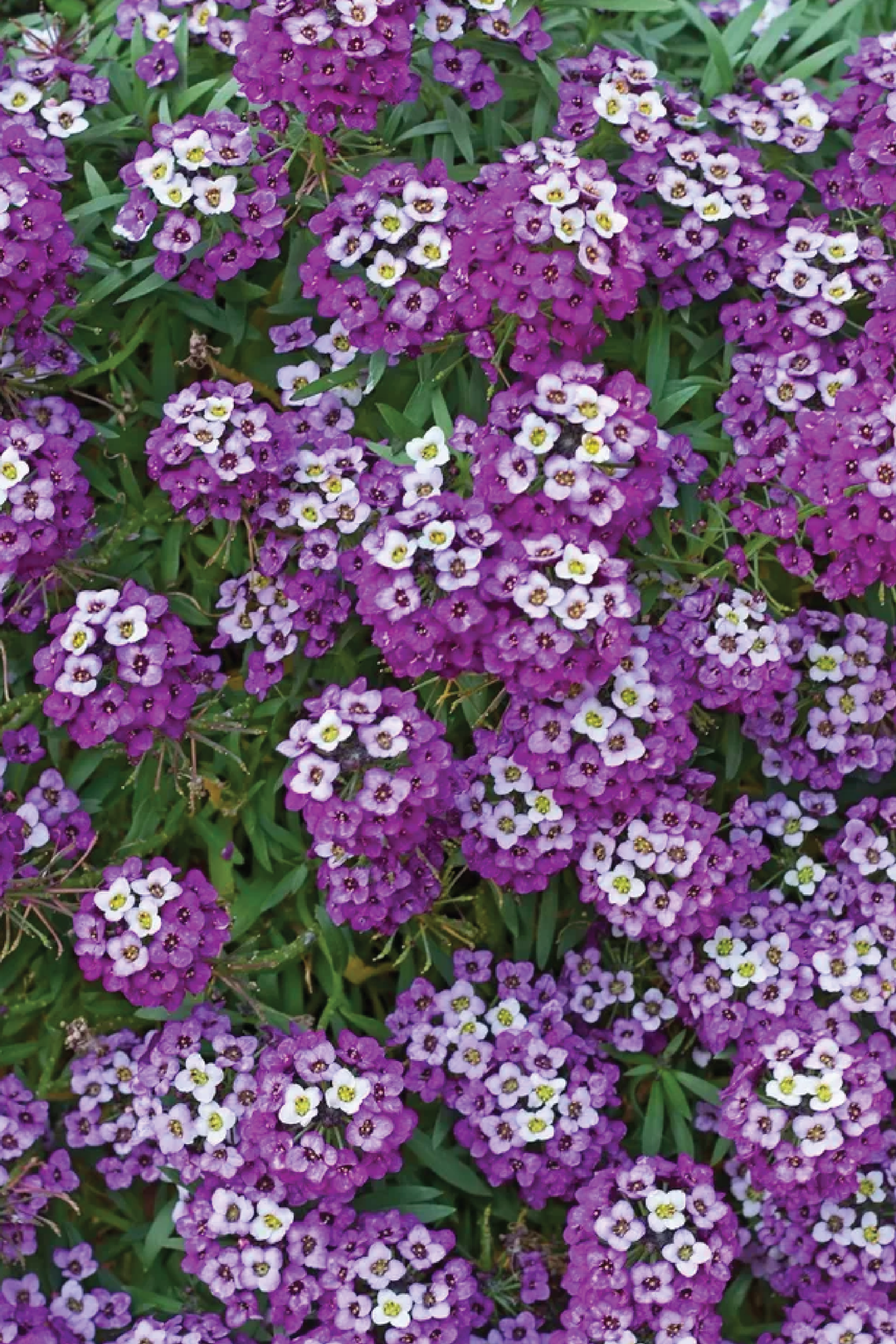 ALYSSUM ROYAL CARPET SEEDLING    شتلات زهور الاليسيوم رويال كاربت